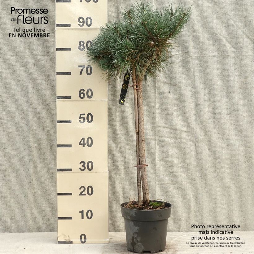 Esemplare di Pinus sylvestris Chantry Blue - Pino silvestre Pezzo, A cespuglio come consegnato in autunno