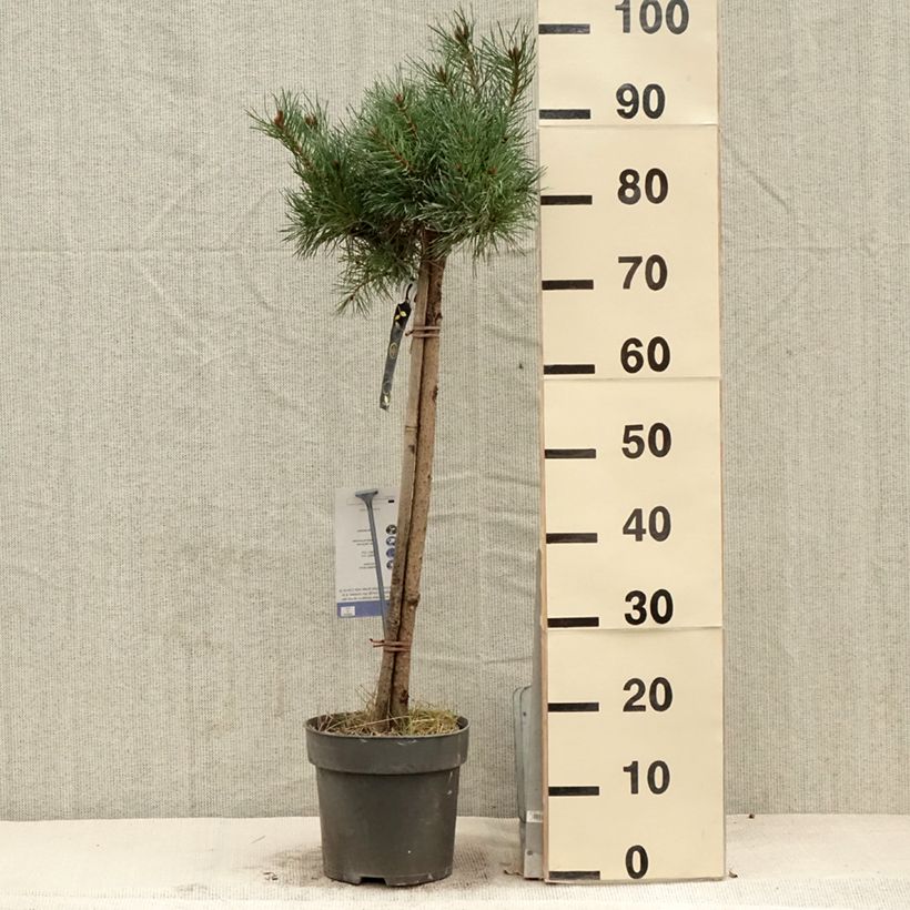 Pinus sylvestris Chantry Blue - Pino silvestre Pezzo, Vaso impalcato esemplare consegnato in primavera