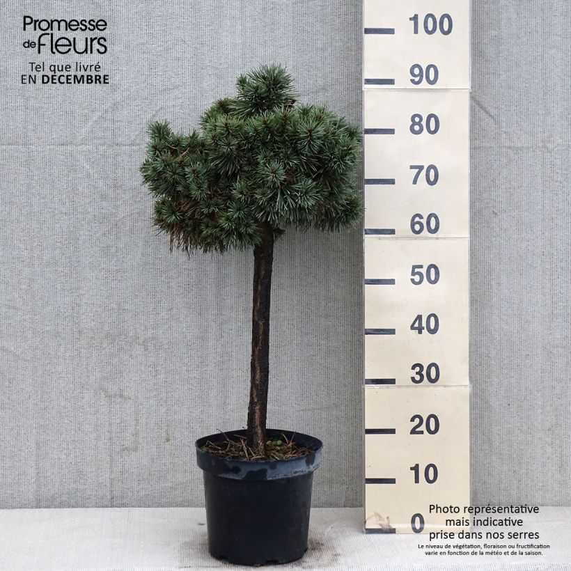 Esemplare di Pinus sylvestris Doone Valley - Pino silvestre Vaso da 7,5L/10L, Vaso impalcato medio come consegnato in autunno