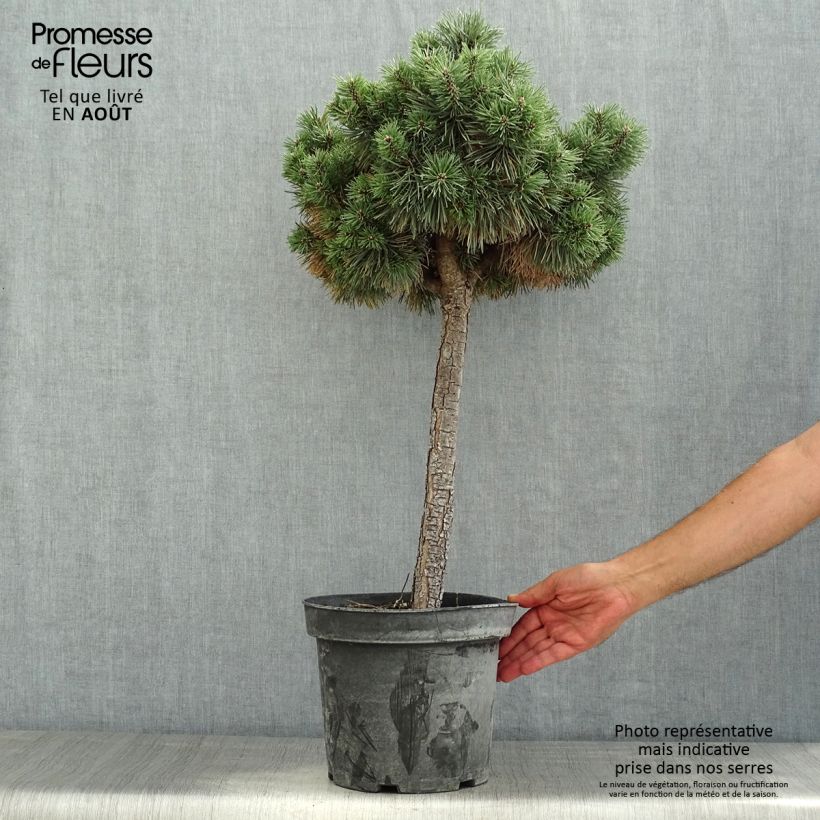 Esemplare di Pinus sylvestris Doone Valley - Pino silvestre Vaso da 7,5L/10L, Vaso impalcato medio consegnato in estate