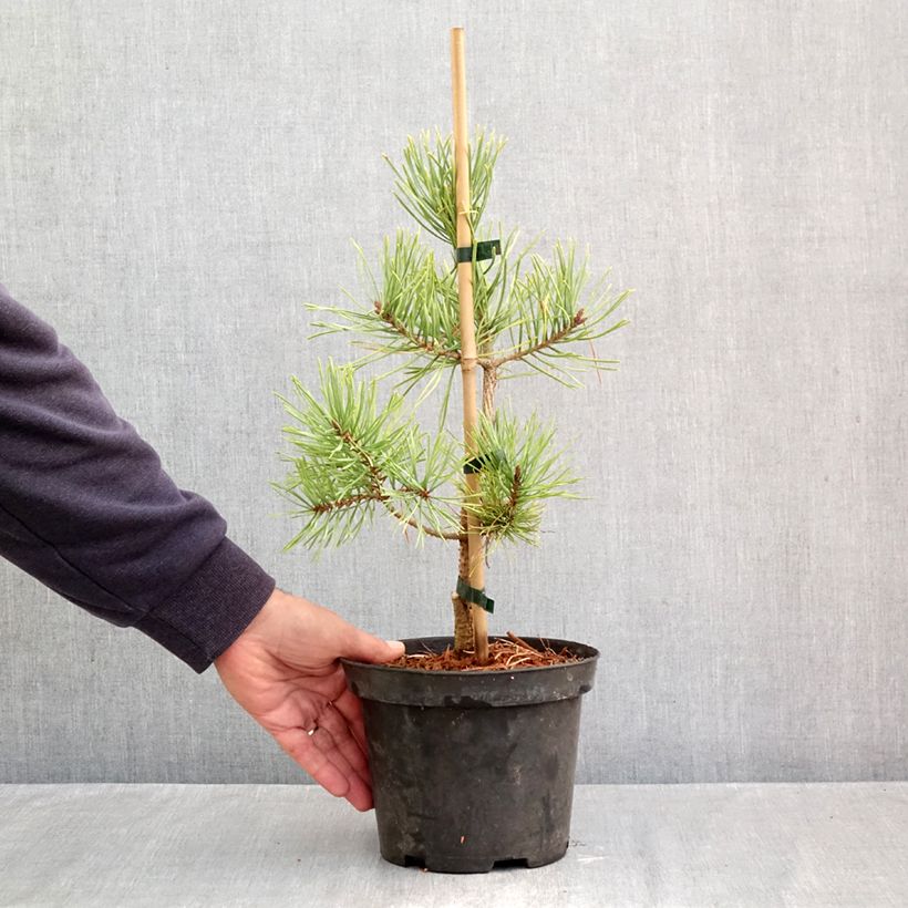 Esemplare di Pinus sylvestris Wintergold - Pino silvestre Vaso da 3L/4L come consegnato in autunno