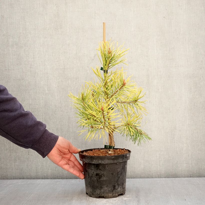 Pinus sylvestris Wintergold - Pino silvestre Vaso da 3L/4L esemplare consegnato in primavera