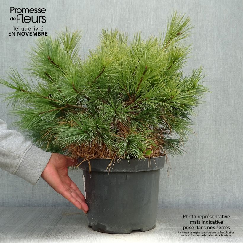 Esemplare di Pin Weymouth - Pinus strobus Blue Shag Pot de 7,5L/10L come consegnato in autunno