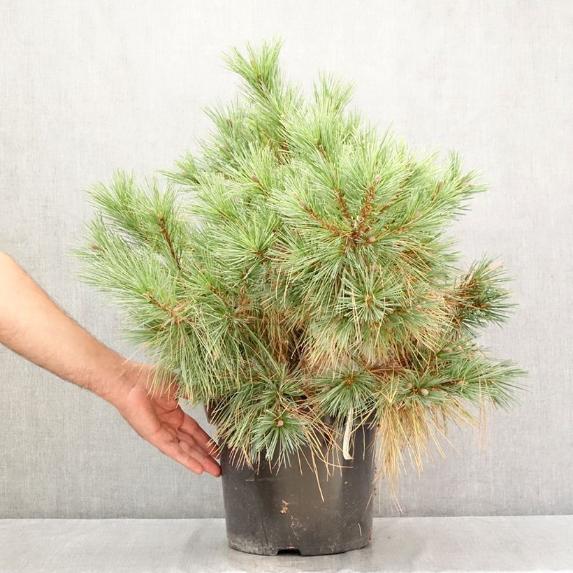 Esemplare di Pinus strobus Blue Shag - Pino strobo Vaso da 7,5L/10L consegnato in estate