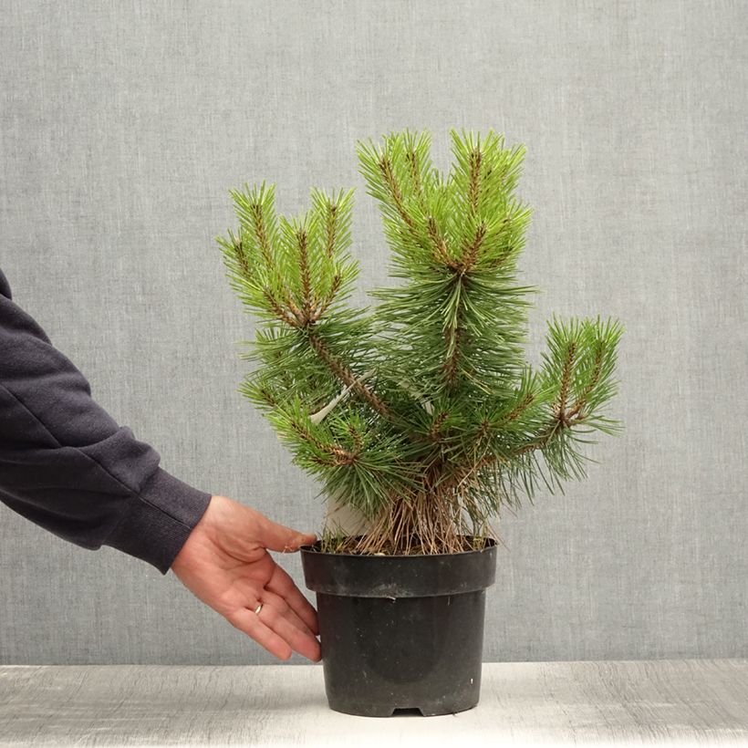 Esemplare di Pinus densiflora Jane Kluis Vaso da 2L/3L consegnato in estate