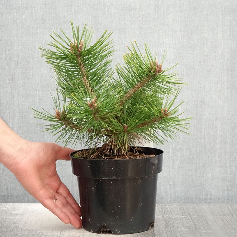 Pinus densiflora Jane Kluis Vaso da 2L/3L esemplare consegnato in primavera