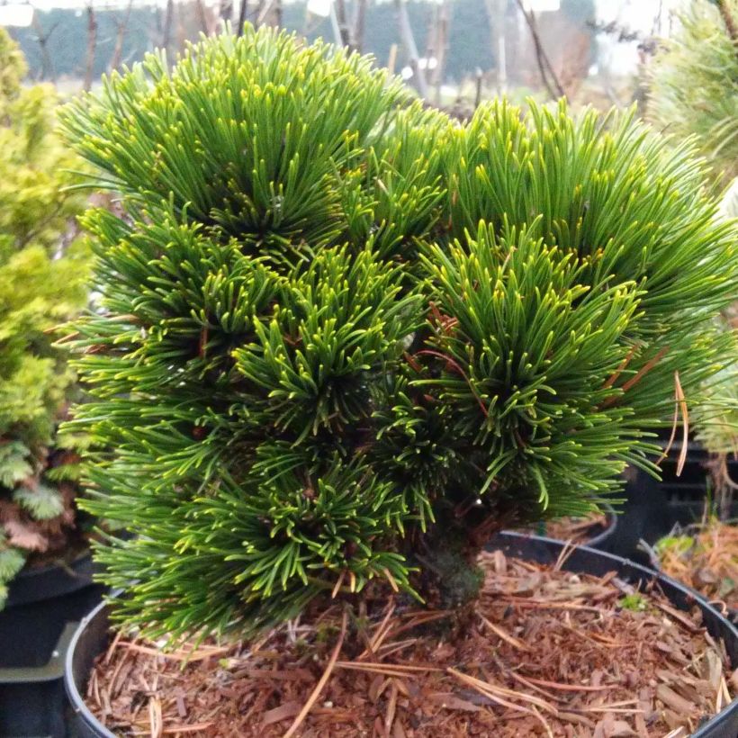 Pinus heldreichii Schmidtii (Porto)