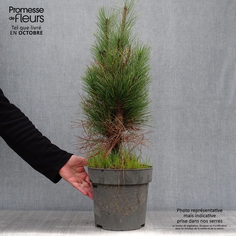 Esemplare di Pinus nigra Green Tower Vaso da 7,5L/10L come consegnato in autunno