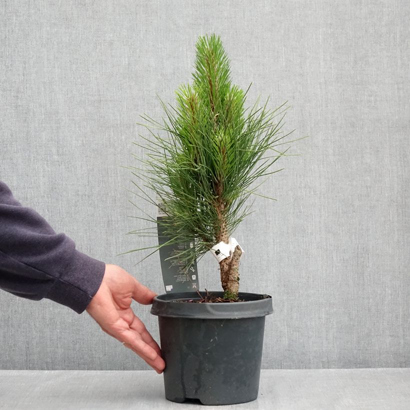 Example of Pinus nigra Green Tower Vaso da 2L/3L as you get in printemps