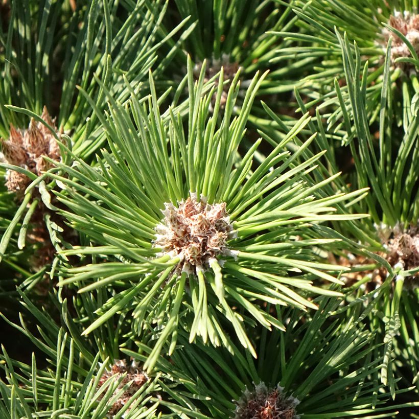 Pinus nigra Brégeon (Foliage)