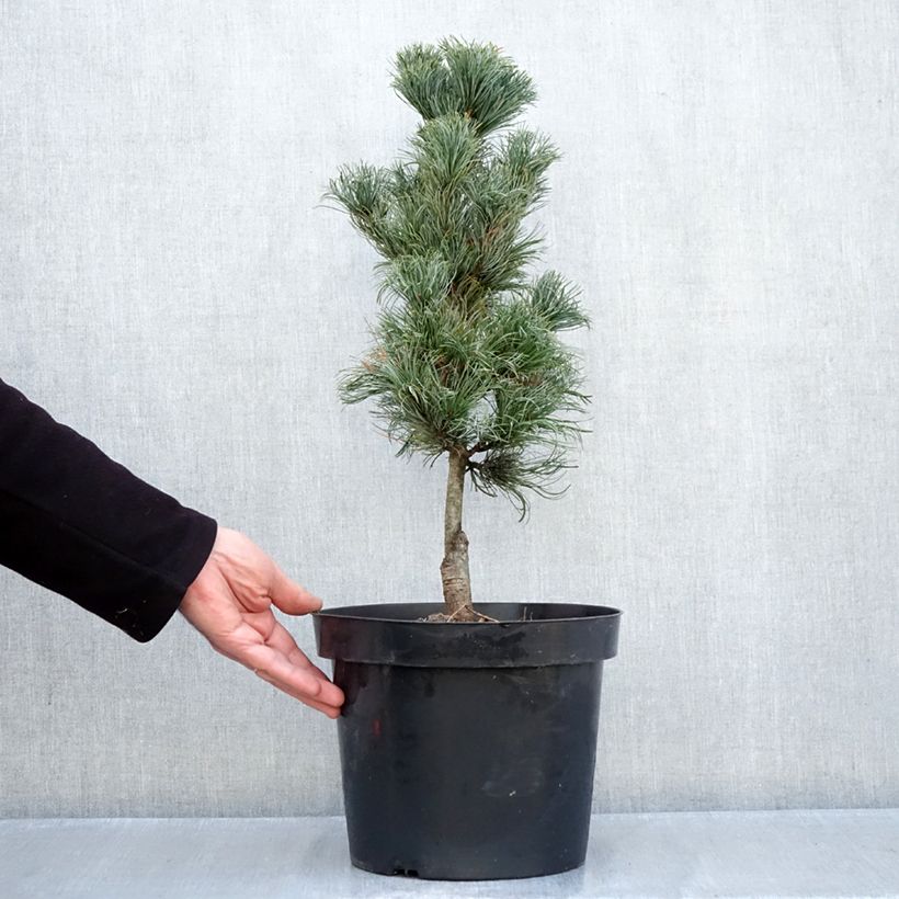 Esemplare di Pinus parviflora Azumi Goye Vaso da 7,5L/10L come consegnato in autunno