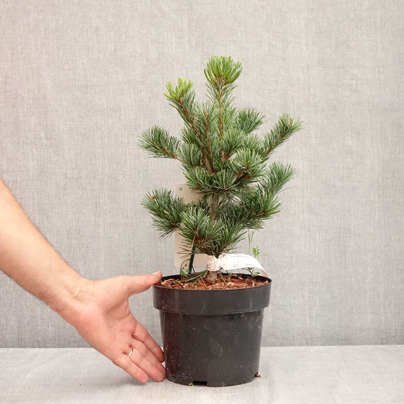 Esemplare di Pinus parviflora Negishi Vaso da 2L/3L consegnato in estate