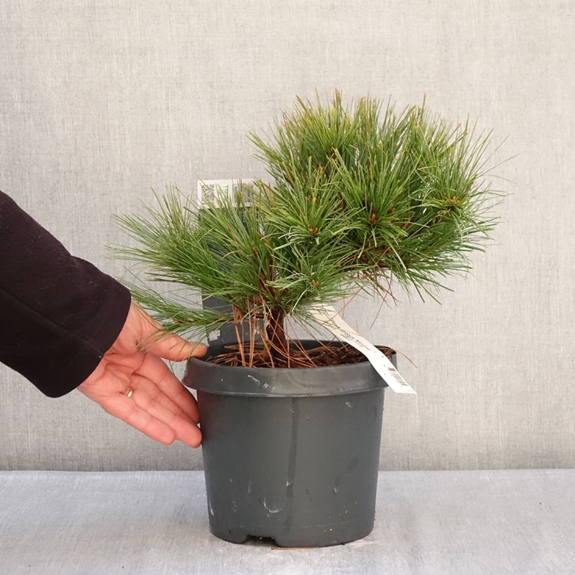 Example of Pinus strobus Minima - Pino strobo Vaso da 2L/3L as you get in hiver