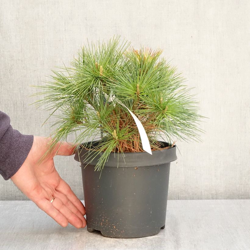 Pinus strobus Minima - Pino strobo Vaso da 2L/3L esemplare consegnato in primavera