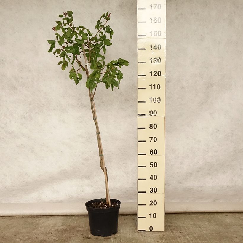 Esemplare di Pistacia vera Kerman - Pistacchio Vaso da 7,5L/10L, Vaso impalcato medio consegnato in estate