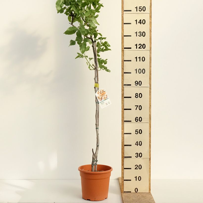 Pistacia vera Kerman - Pistacchio Vaso da 7,5L/10L, Vaso impalcato medio esemplare consegnato in primavera