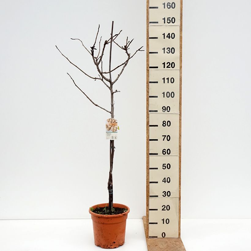 Esemplare di Pistacia vera Kerman - Pistacchio Vaso da 7,5L/10L, Vaso impalcato medio come consegnato in autunno
