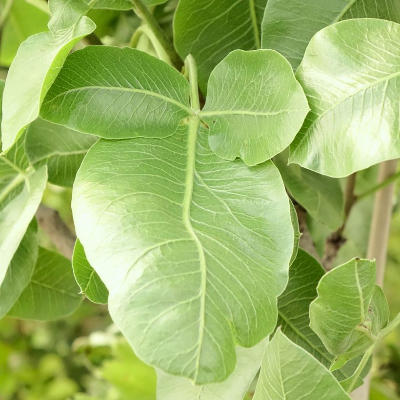 Pistacia vera Peters - Pistacchio (Fogliame)