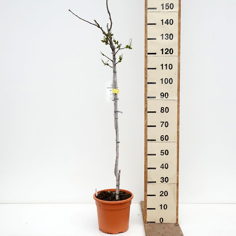Pistacia vera Peters - Pistacchio Vaso da 7,5L/10L, Vaso impalcato medio esemplare consegnato in primavera