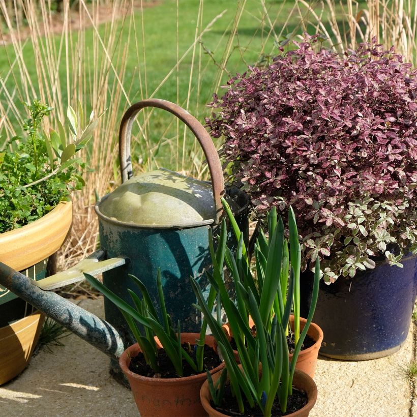 Pittosporum tenuifolium Bannow Bay (Porto)