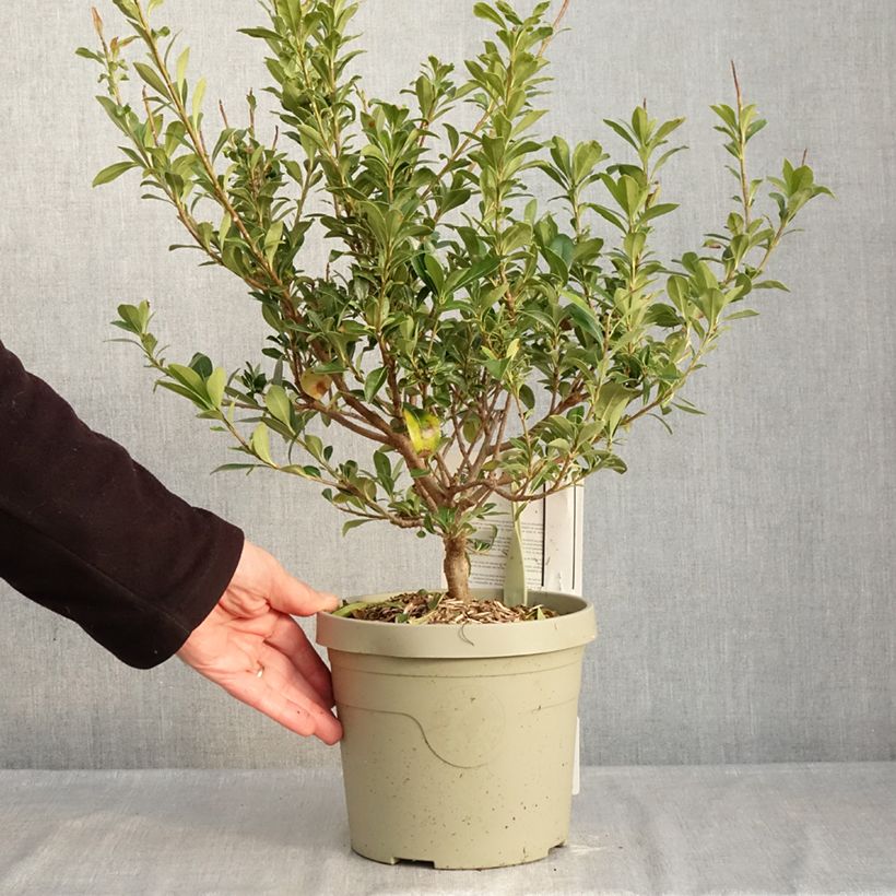 Pittosporum Green Mound Vaso da 3L/4L esemplare consegnato in inverno