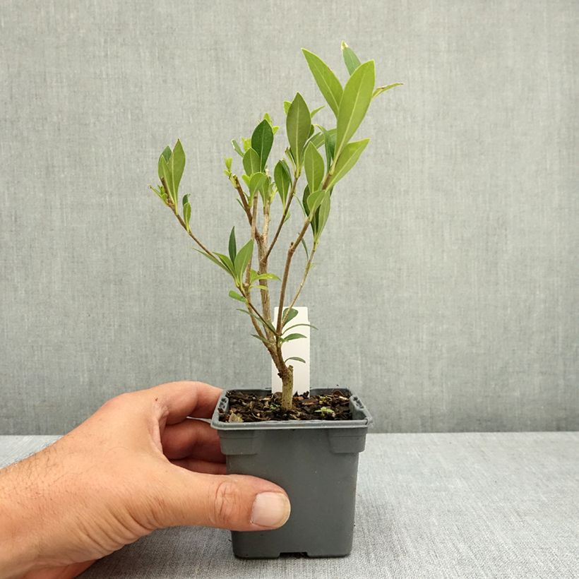 Esemplare di Pittosporum heterophyllum Vasetto da 8/9 cm consegnato in estate