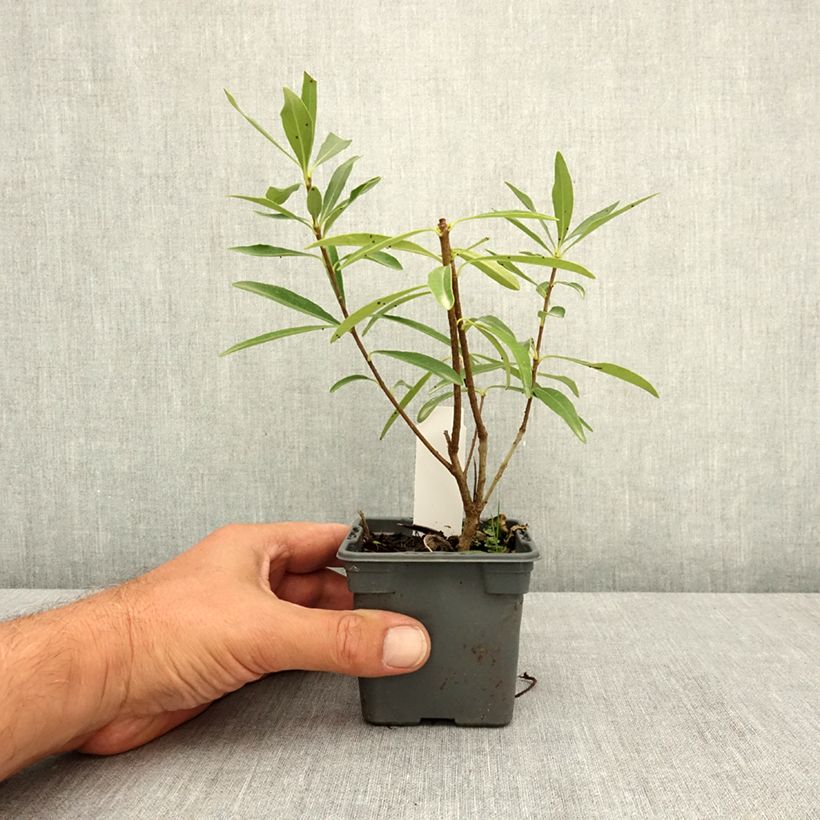 Esemplare di Pittosporum heterophyllum Quissac Vasetto da 8/9 cm consegnato in estate