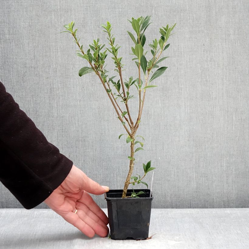 Pittosporum heterophyllum Quissac - Pittospore à feuilles variables Vasetto da 8/9 cm esemplare consegnato in inverno
