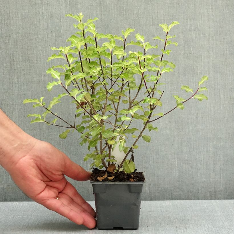 Pittosporum tenuifolium Abbotsbury Gold Vasetto da 8/9 cm esemplare consegnato in primavera