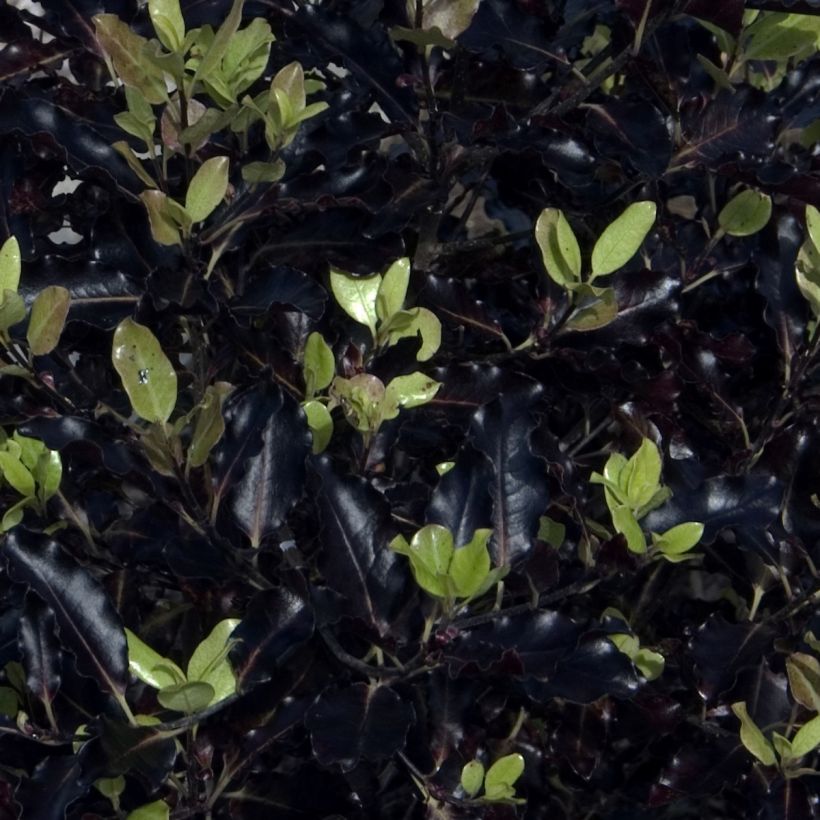 Pittosporum tenuifolium Dark Diva (Fogliame)