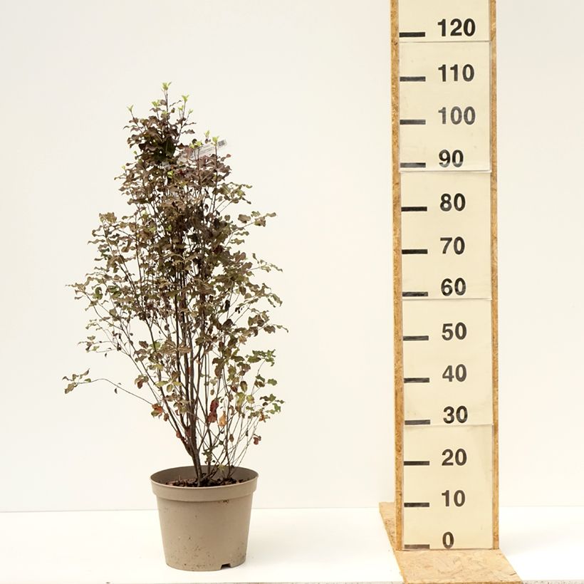 Esemplare di Pittosporum tenuifolium Dark Diva Vaso da 4L/5L consegnato in estate