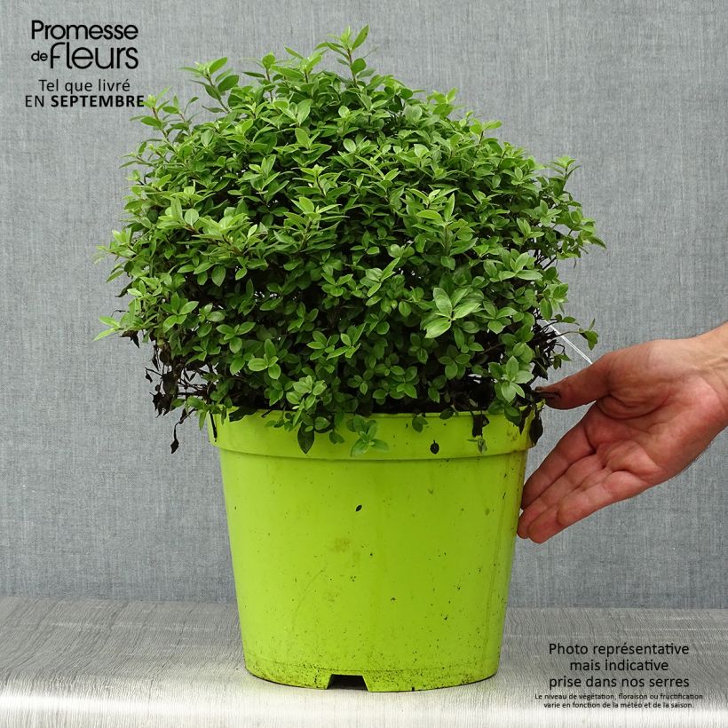 Esemplare di Pittosporum tenuifolium Golf ball - Pittosporum à petites feuilles Pot de 7,5L/10L, Boule, Boule 30/40 come consegnato in autunno
