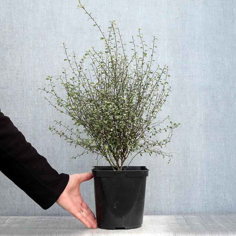Pittosporum tenuifolium Green Elf Pot de 4L/5L esemplare consegnato in inverno