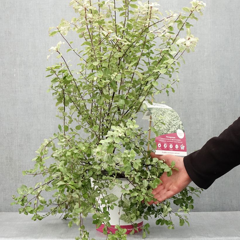 Pittosporum tenuifolium Irene Patterson Vaso da 4L/5L esemplare consegnato in primavera