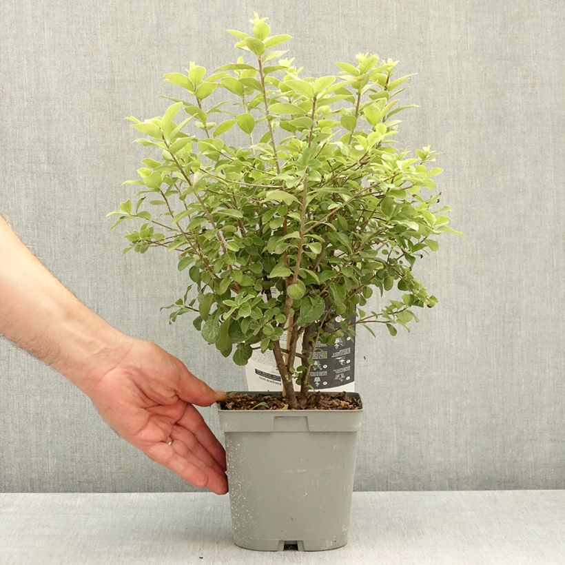 Pittosporum tenuifolium Irish Luck Vaso da 2L/3L esemplare consegnato in primavera