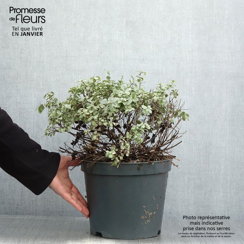 Pittosporum tenuifolium Silver Ball Vaso da 7,5L/10L, Palla esemplare consegnato in inverno