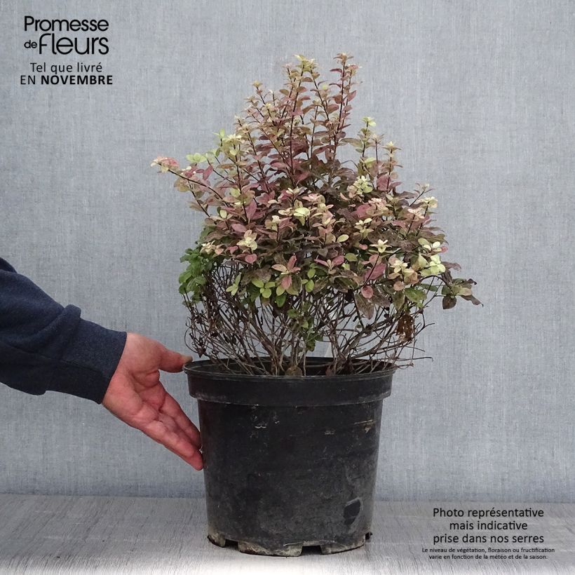 Esemplare di Pittosporum tenuifolium Tom Thumb - Pittosporum à petites feuilles Pot de 6L/7L come consegnato in autunno