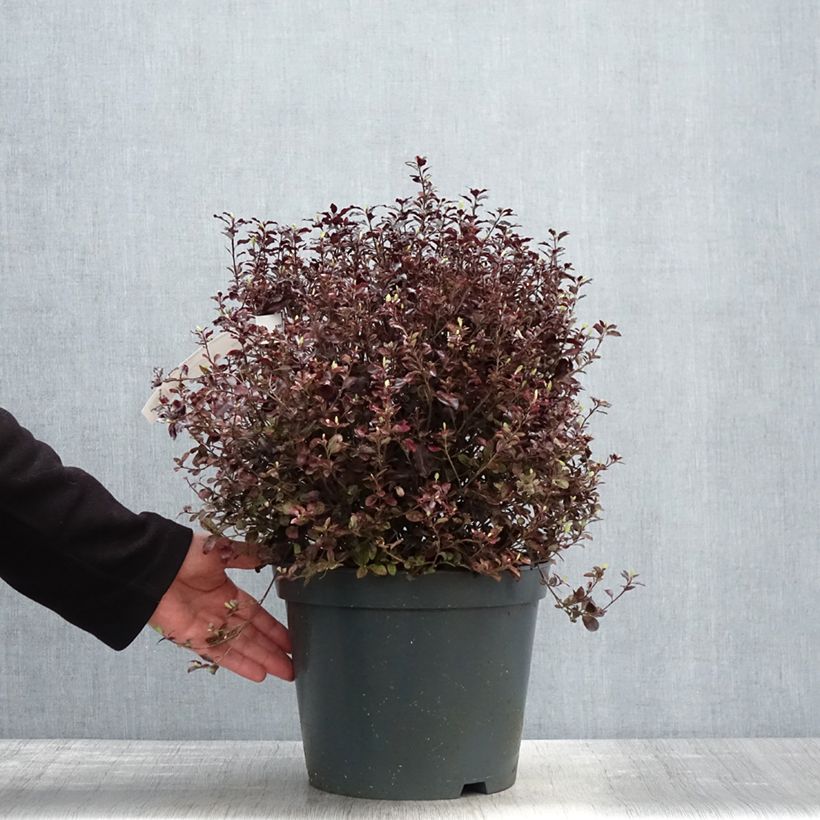 Example of Pittosporum tenuifolium Tom Thumb Vaso da 6L/7L as you get in printemps