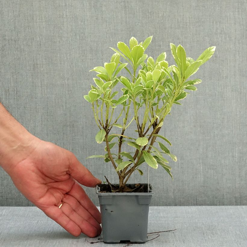 Pittosporum tobira var. nana Neige du Mont Ventoux Vasetto da 8/9 cm esemplare consegnato in primavera