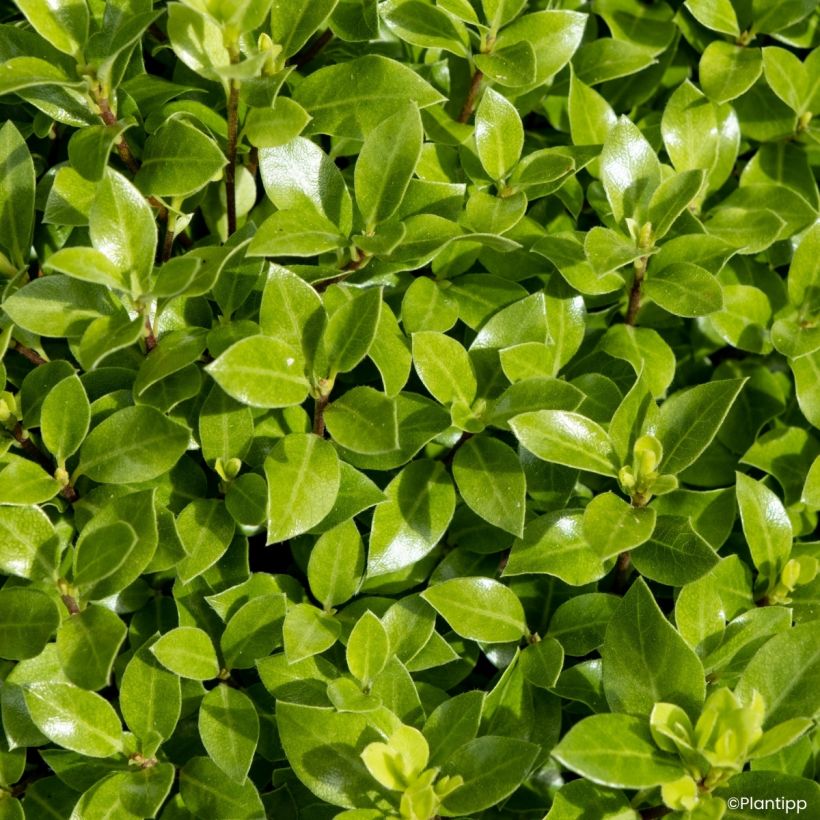 Pittosporum tenuifolium Beach Ball (Fogliame)
