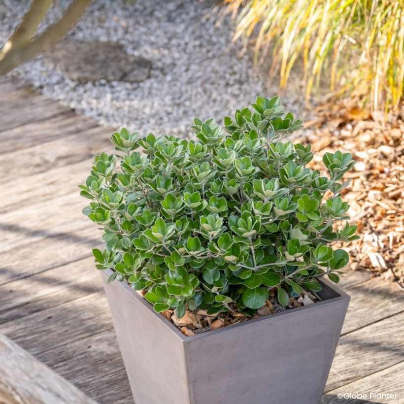 Pittosporum crassifolium Pot Belly (Porto)