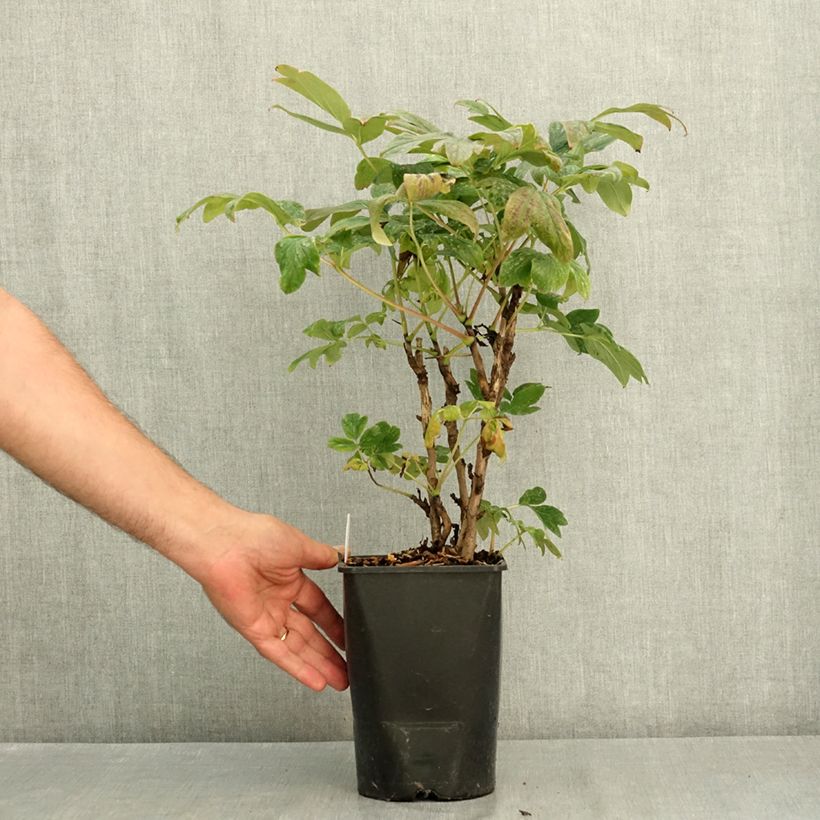 Esemplare di Peonia arborea Bai Yuan Hong Xia Vaso da 2L/3L consegnato in estate