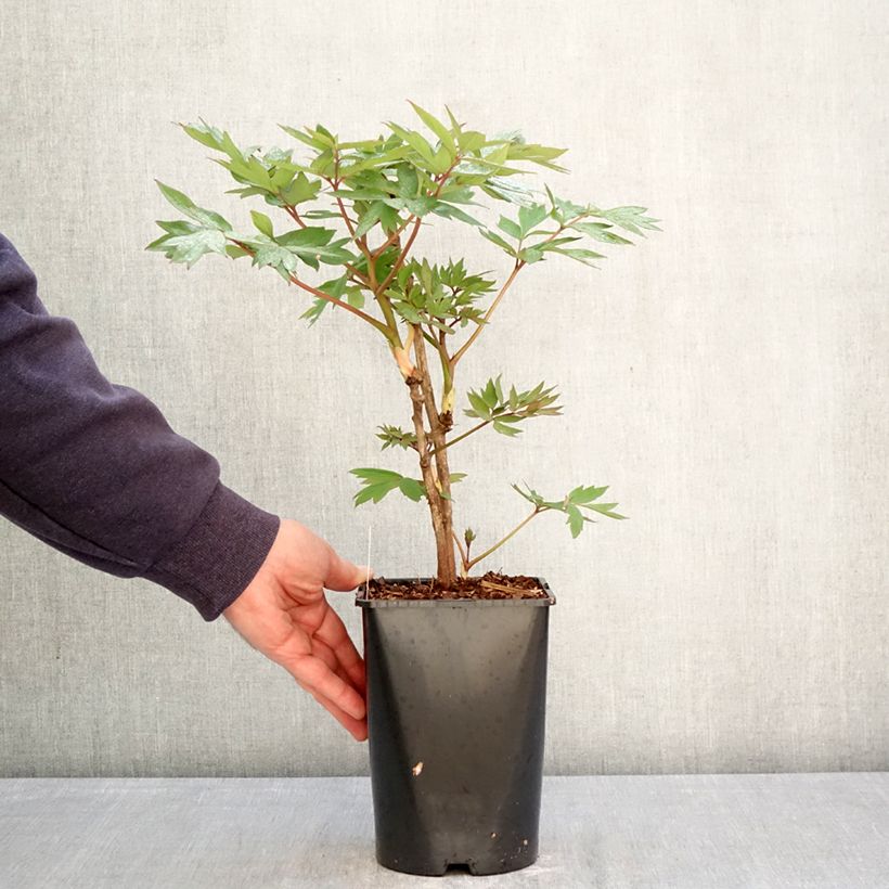 Peonia arborea Bai Yuan Hong Xia Vaso da 2L/3L esemplare consegnato in primavera