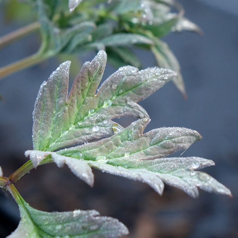 Paeonia lutea Hai Huang - Peonia a fiore giallo (Fogliame)