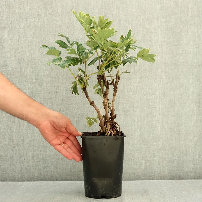 Esemplare di Peonia arborea Juan Ye Hong Vaso da 2L/3L consegnato in estate