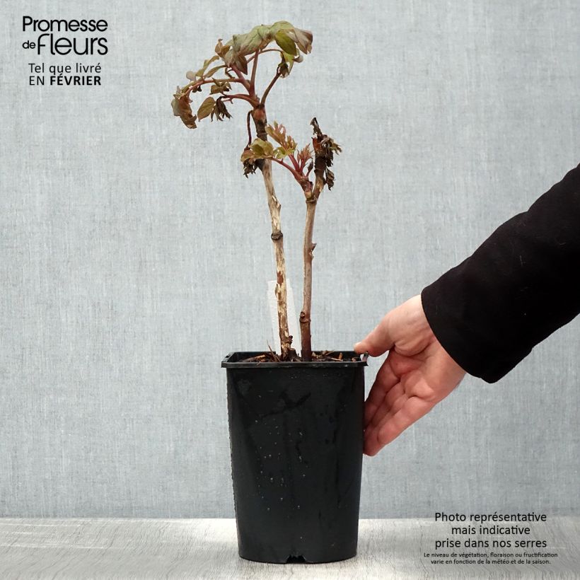 Pivoine arbustive 08 Juan Ye Hong - Paeonia suffruticosa Pot de 2L/3L esemplare consegnato in inverno