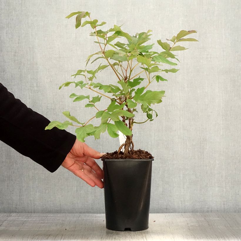 Peonia arborea Juan Ye Hong Vaso da 2L/3L esemplare consegnato in primavera