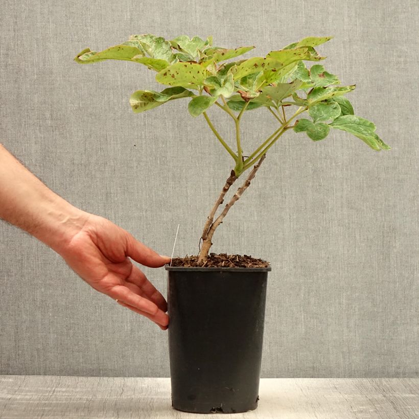 Peonia arborea Xue Ta Vaso da 2L/3L esemplare consegnato in primavera