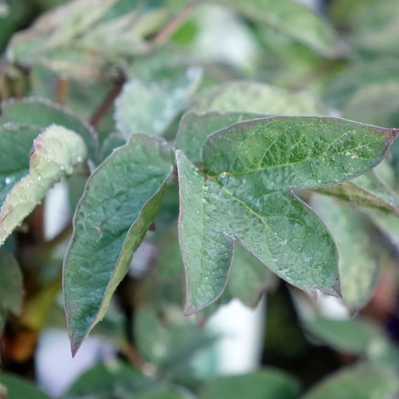 Peonia arborea Cai Hui (Fogliame)