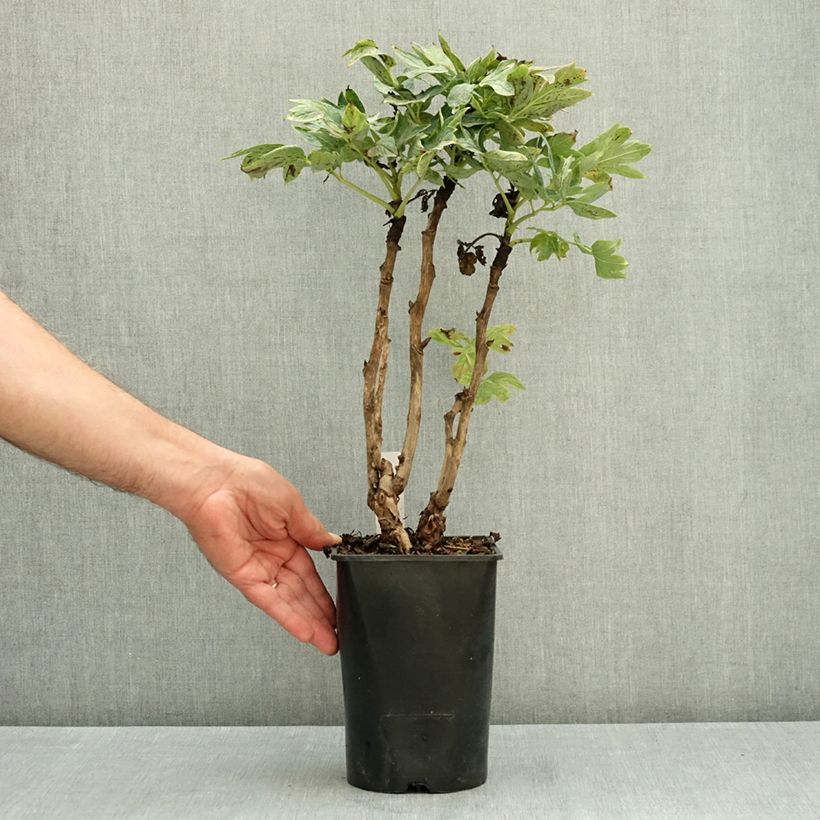 Esemplare di Peonia arborea Cai Hui Vaso da 2L/3L consegnato in estate
